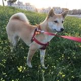 Layla avatar