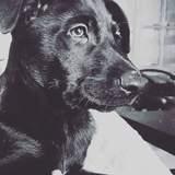 Ruso avatar