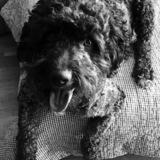 Marley avatar