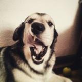 Simon avatar