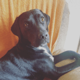 Senda avatar