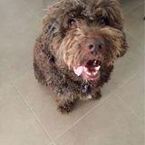Baloo avatar