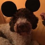 Marley avatar