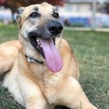 Kimba avatar