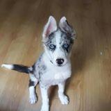 Lobo avatar