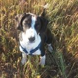 Oreo avatar