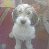 Nube avatar