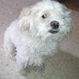 Coby avatar