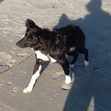 Laska avatar