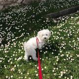 Lola avatar