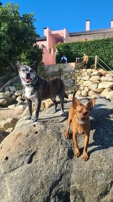 Duc y Luna de playa