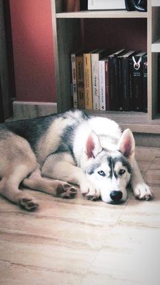 Tyrion un husky siberiano  dos años 
