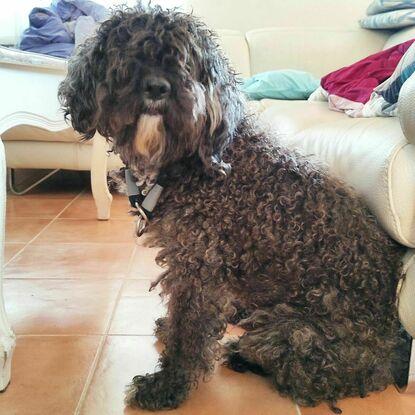 Nuestra perrita posando