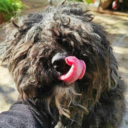 Nuestra perrita saludando