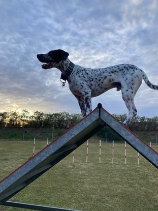 También se hacer agility.