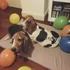 Bruce avatar