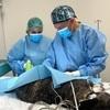 Paola: ¡Confía en mí (auxiliar de veterinaria) para cuidar a tu mejor amigo!