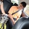 Raul : Amante de los animales 