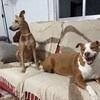 Alba: Cuidadora de perros en Linares 