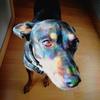 Krass avatar