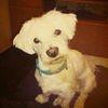 Micco avatar