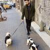 Saul: DoG Lover 