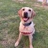 Nala avatar