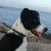Sira avatar