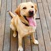 Nala  avatar