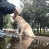 Marta : Cuido y mimo mucho a tu perro! Experiencia como Auxiliar Veterinaria 