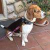 Rufo avatar