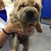 Odie avatar