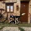 Yaiza : Cuidadora de perros en casa rural 🐶 ❤️