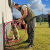 Antonio : Adiestrador canino Rincón de la Victoria. 