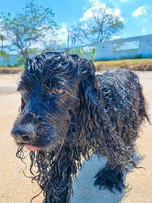 Salida a la playa con mascota 