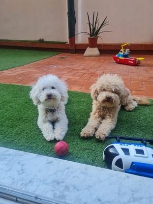 Mis mascotas 🐩🐩