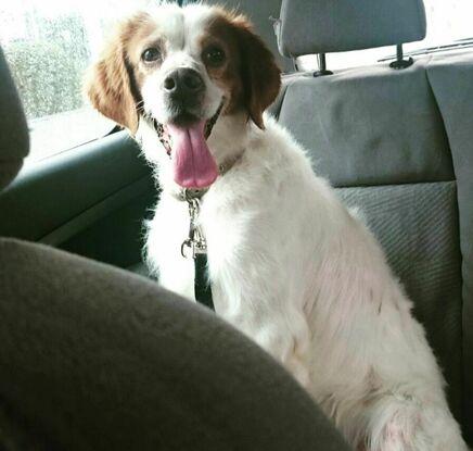 Balú, perro rescatado de un cortijo