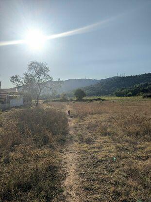 Nala en el campo cerca de casa