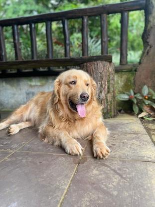 Maya mi perrita que vive en Costa Rica