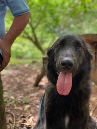 Tokio mi perrita que vive en Cost Rica