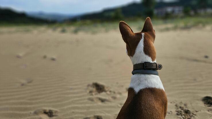 Benji en la playa