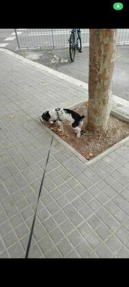 Paseando a Milo