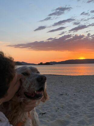 Playa de Pantín. Setter inglés