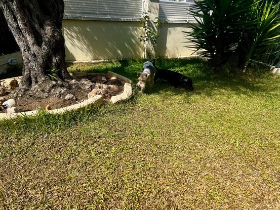 Bella olfateando en el jardín