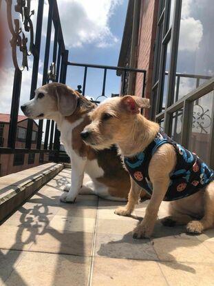 Theo y kira
