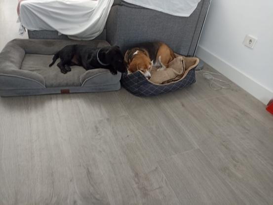 Coco y Arya