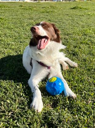 Poncho jugando en el parque