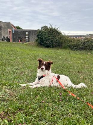 Poncho entrenando con cuerda larga