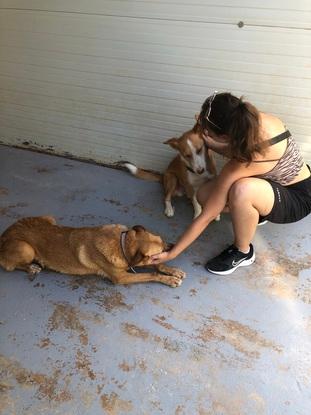 Conociendo a los perritos del refugio