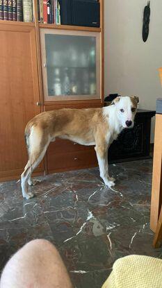 Zeus el investigador